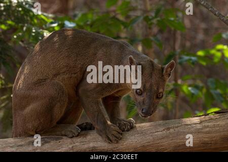 Fosse (Cryptoprocta ferox) sur arbre, Forêt de Kirindy, Morondava, Madagascar Banque D'Images