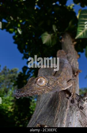 Gecko à queue de feuilles (Uroplatus henkeli) Parc national d'Ankarana, Mahamasina, Madagascar Banque D'Images