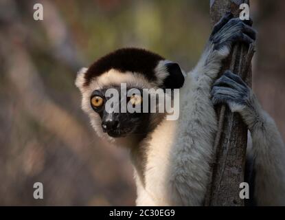 Le sifaka de Verreaux (Propithecus verreauxi) dans la forêt de Kirindy, Kirindy, Morondava, Madagascar Banque D'Images