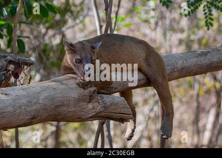 Fosse (Cryptoprocta ferox) sur arbre, Forêt de Kirindy, Morondava, Madagascar Banque D'Images