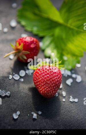 Fraises rouges avec peu de pierres de grêle blanches et feuilles de fraises sur du matériel noir utilisé pour cultiver cette baie dans le jardin. Arrière-plan vertical avec c Banque D'Images