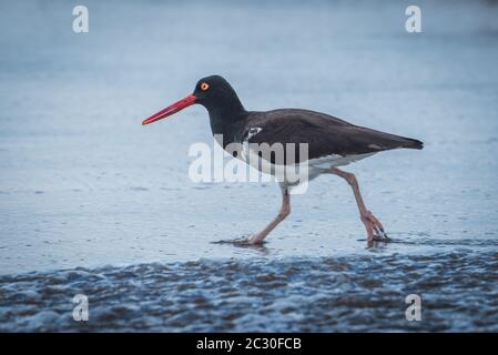 oystercatcher américain dans les eaux peu profondes sur la plage Banque D'Images