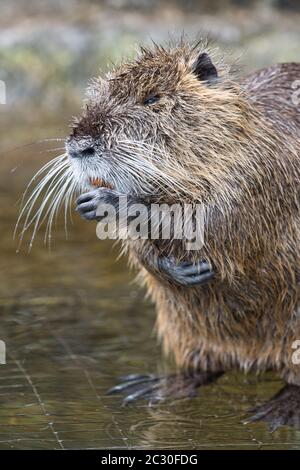 Nutria, Stachelratten, Myocastor coypus, coypu, Biberratte, Sumpfbiber, animal, nature, nettoyage fourrure, rat, Banque D'Images