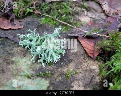 un foyer sélectif de près de la mousse d'hiver et du lichen sur la pierre humide avec des feuilles mortes et des brindilles Banque D'Images