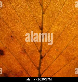 gros plan d'une feuille d'automne marron orange montrant des veines et des cellules Banque D'Images