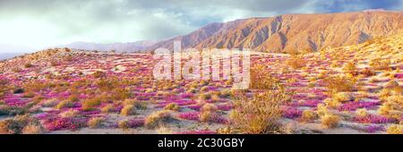 Verveine en fleurs couvrant le sol du désert dans le parc national du désert d'Anza-Borrego, Californie, États-Unis Banque D'Images