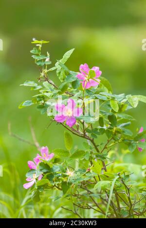 Gros plan de la rose sauvage pickly (Rosa acicularis), États-Unis Banque D'Images