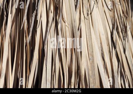 Feuilles sèches de Yucca rostrata. Parque de la Paloma, Benalmádena, Málaga, Espagne. Banque D'Images