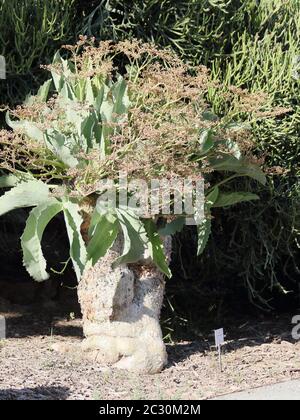 Cyphostemma Juttae. Parque de la Paloma, Benalmádena Costa, Málaga, Espagne. Banque D'Images