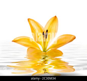 Les Alstroemerias fleurissent dans l'eau sur fond blanc Banque D'Images