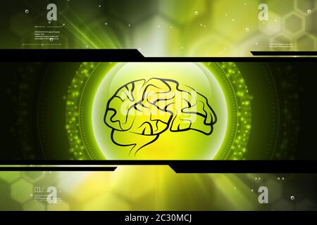 La structure du cerveau humain Banque D'Images