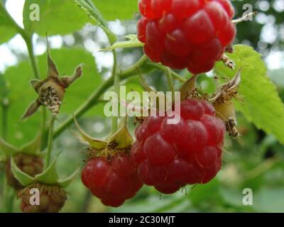 Branche de framboises mûres dans le jardin d'été. Baies rouges sucrées poussant sur la brousse de framboise (Rubus idaeus) dans le jardin fruitier. Produit agricole sans Banque D'Images