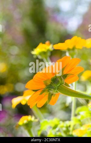 Tournesol mexicain (Tithonia rotundifolia), jardins botaniques côtiers du Maine, port de Boothbay, Maine, États-Unis Banque D'Images