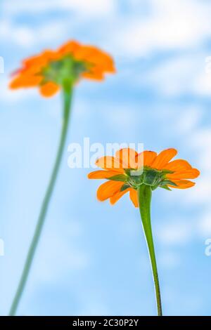 Gros plan du tournesol mexicain (Tithonia rotundifolia), port de Boothbay, Maine, États-Unis Banque D'Images