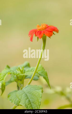 Gros plan de fleur, Northeast Harbour, Maine, États-Unis Banque D'Images