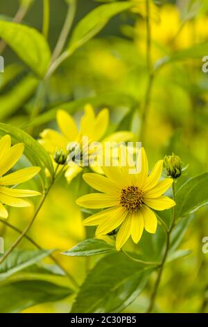 Gros plan de fleurs, Northeast Harbour, Maine, États-Unis Banque D'Images