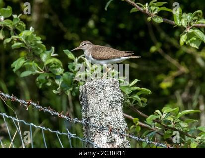 Sandpiper commun (Actitis hypoleucos) perché sur un poste de clôture, Lothian occidental, Écosse. Banque D'Images