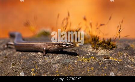 Skink européen en cuivre, ablépharus kitaibelii, sur une pierre pendant le coucher de soleil automnal avec fond orange. Reptile sauvage avec jambes et peau brun foncé Banque D'Images