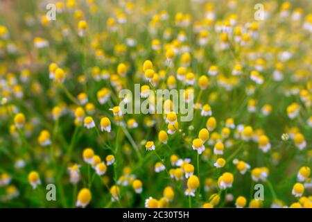 Fleurs de camomille, pétales blancs et pollen jaune, marguerites fleuries au printemps et en été. Fleurs camomille délavées pré Banque D'Images
