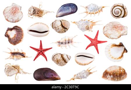 ensemble de divers coquillages isolés sur fond blanc Banque D'Images