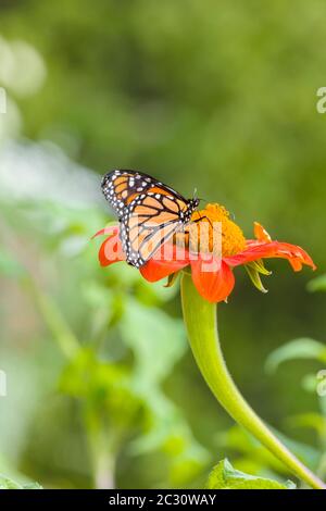 Gros plan du papillon monarque (Danaus plexippus) perçant sur la fleur, port du Nord-est, Maine, États-Unis Banque D'Images