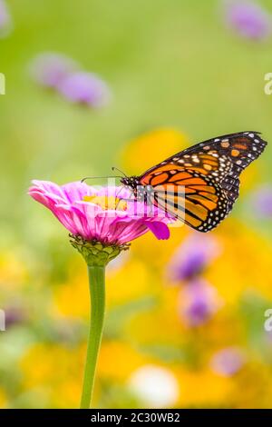 Papillon monarque (Danaus plexippus) perçant sur la fleur, Northeast Harbour, Maine, Etats-Unis Banque D'Images