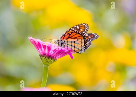 Papillon monarque (Danaus plexippus) perçant sur la fleur, Northeast Harbour, Maine, Etats-Unis Banque D'Images