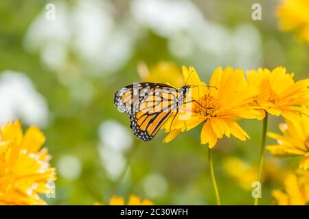 Papillon monarque (Danaus plexippus) perçant sur une fleur jaune, Northeast Harbour, Maine, Etats-Unis Banque D'Images