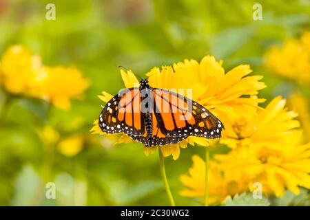 Papillon monarque (Danaus plexippus) perçant sur une fleur jaune, Northeast Harbour, Maine, Etats-Unis Banque D'Images