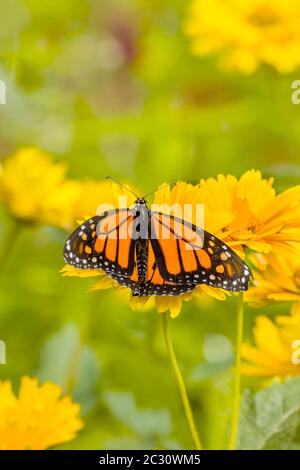 Papillon monarque (Danaus plexippus) perçant sur une fleur jaune, Northeast Harbour, Maine, Etats-Unis Banque D'Images