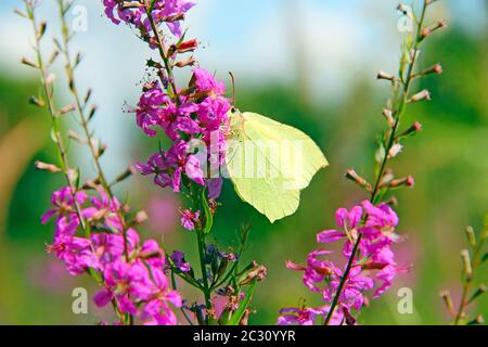 Papillon de Gonepteryx rhamni collectant le nectar des fleurs de Chamaenerion angustifolium en fleurs dans le champ d'été. Macro de papillon jaune Gonept Banque D'Images