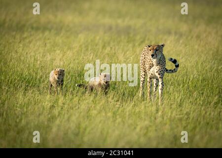 Guépard femelle avec oursons promenades par de l'herbe Banque D'Images