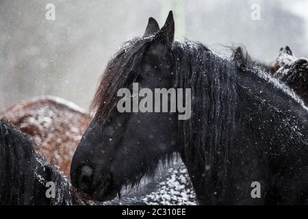 Cheval frison et de neige Banque D'Images