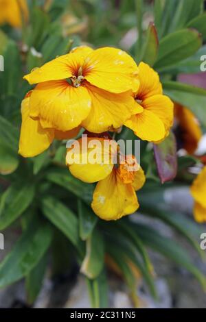 Giroflée (Erysimum cheiri jaune) les fleurs avec un arrière-plan flou de feuilles et de fleurs. Banque D'Images