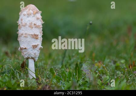 Vue latérale d'un bouchon d'encre frais et déchiqueteux (Coprinus comatus) qui pousse dans l'herbe Banque D'Images