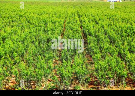 Petits arbres verts poussant dans la plantation Banque D'Images