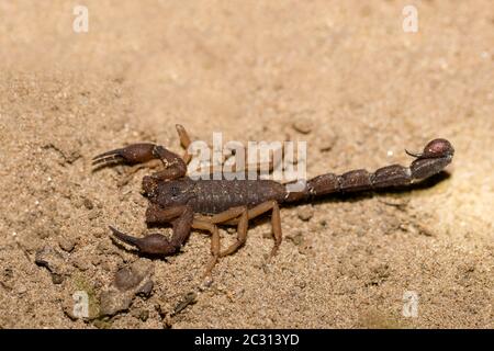 Scorpions, araignées prédatrices Madagascar Banque D'Images