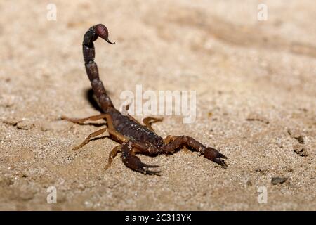 Scorpions, araignées prédatrices Madagascar Banque D'Images