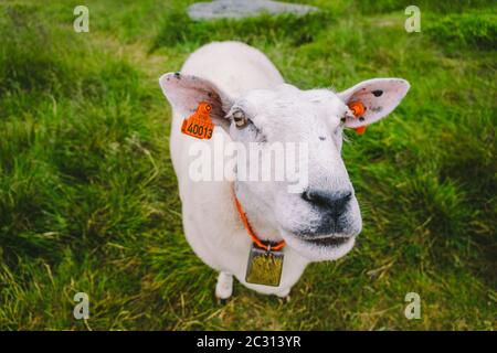 moutons sur ferme de montagne par jour nuageux. Paysage norvégien avec pâturage des moutons dans la vallée. Moutons sur le sommet de la montagne Norvège. Écologique Banque D'Images