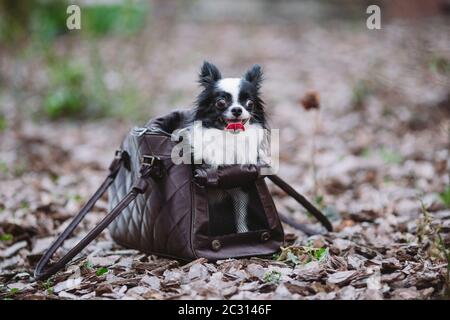 Transporteur Voyage des animaux. Pet Carrier pour petit chien. Sac de transport pour chien. Chihuahua et animal. Le transport d'un chien dans un sac à main Banque D'Images