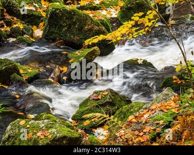 Le Little Ohe, rivière dans le parc national de la forêt bavaroise Banque D'Images