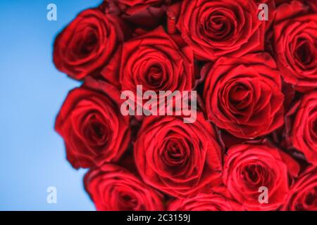 Bouquet de luxe de roses rouges sur fond bleu, fleurs en cadeau de vacances Banque D'Images