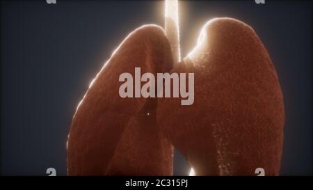 Animation 3D de poumons humains Banque D'Images