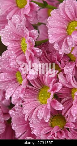 Close up motif de roses fraîches ou chrysanthème fleurs marguerite avec de l'eau chute après la pluie, side view Banque D'Images