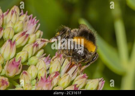 « Bombus pratorum » Banque D'Images