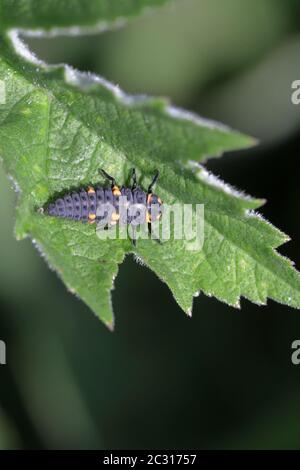 Les larves du coléoptère des coccinellidae, qui ressemble à de minuscules alligators sur les feuilles de neetle en Angleterre, au Royaume-Uni. Banque D'Images