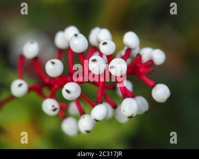 Baies blanches et tiges rouges de baneberry blanche Actaea pachypoda Banque D'Images