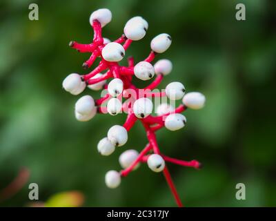 Baies blanches et tiges rouges de baneberry blanche (Actaea pachypoda) Banque D'Images