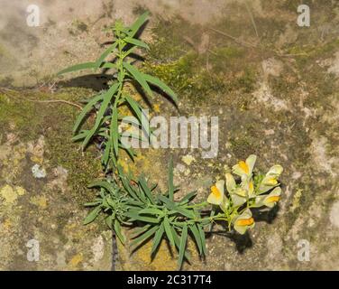 « Linaria vulgaris », beurre et œufs Banque D'Images