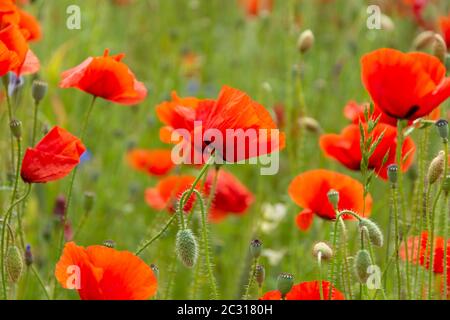 Magnifique grand champ de pavot rouge au soleil du matin. Champ de pavot avec une branche de fleurs de pavot pourpres flou flou d'arrière-plan Europe Banque D'Images